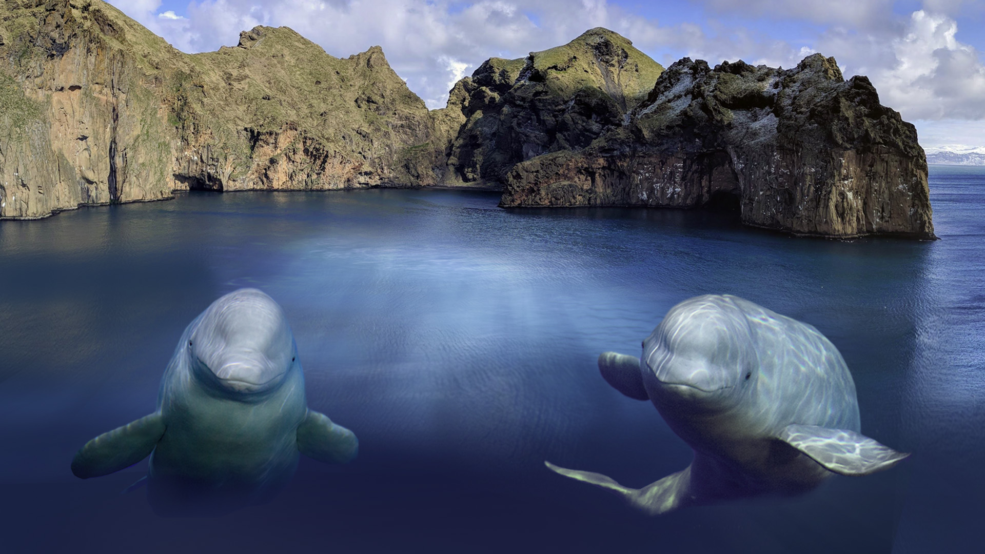 Beluga Whale Sanctuary